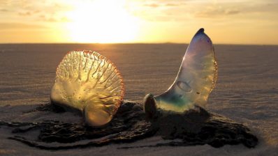 La medusa: Temida compañera de surf