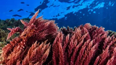 ¿El milagro de las algas rojas? – El increíble proyecto de Sea Forest